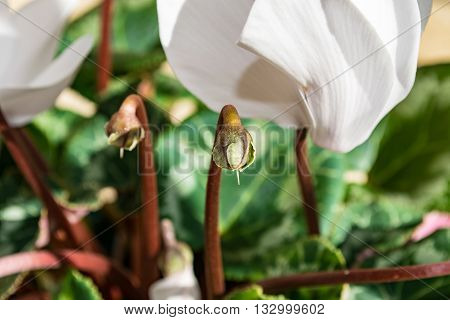 Cyclamens bud - white flower bud with green foliage