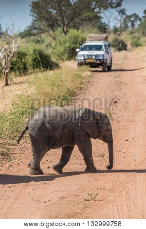 Baby Elephant Crossing Dirt Track Before Jeep