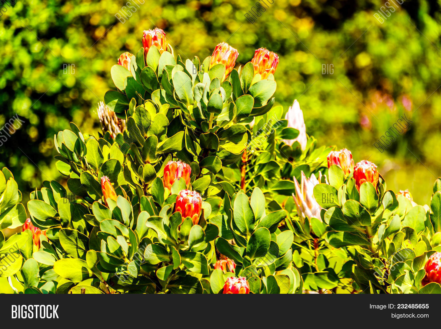 Close Protea Flowers Image & Photo (Free Trial) Bigstock