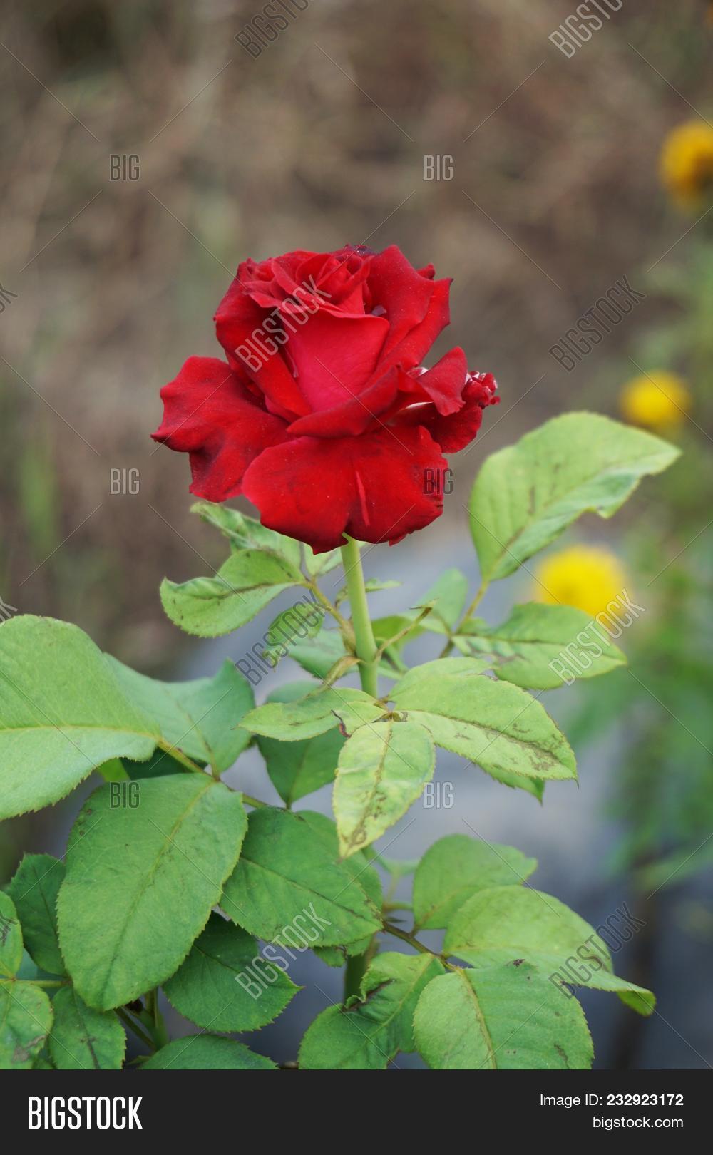 Red Damask Rose Flower Image Photo Free Trial Bigstock