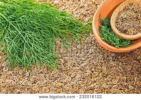 Seeds Of Dill And Fresh Green Dillweed  In Wooden Spoons. Fennel