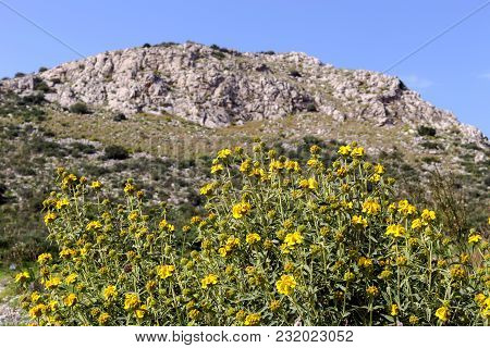The Plant (phlomis Fruticosa) Grows In The Mountains On A Rock In The Spring Day
