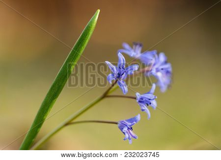 Spring Scilla Bifolia, Alpine Squill, Two-leaf Squill
