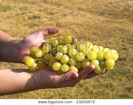 Grapes