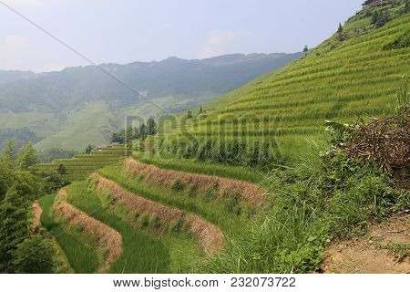 The Longsheng Rice Terraces Are Located In Longsheng County, About 100 Kilometres (62 Mi) From Guili