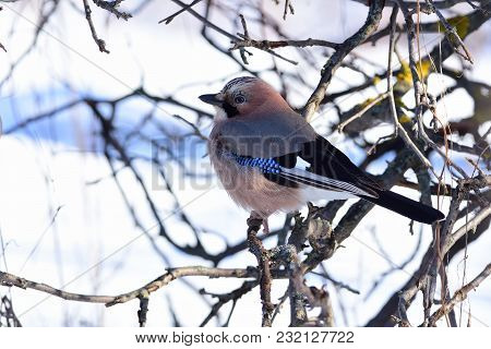 Eurasian Jay (garrulus Glandarius) Sits In The Branches Of A Wild Apple Tree Against The Background 