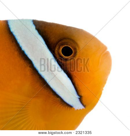 サドル クマノミ - クマノミ Ephippium