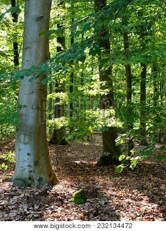 Sunrays And Light In The Beechwood Forest