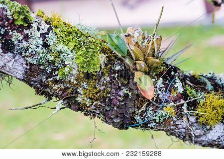 Tree Branch Full Of Lichen With Succulent Plant Attached. Cunha, Sao Paulo