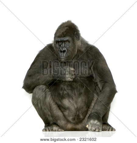 Mladí Silverback gorila