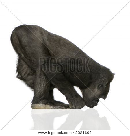 Mladí Silverback gorila