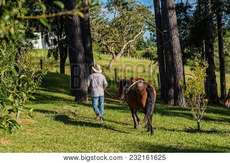 Profile Of Brown Horse, Man Leading It By The Stirrups, Cunha, Sao Paulo