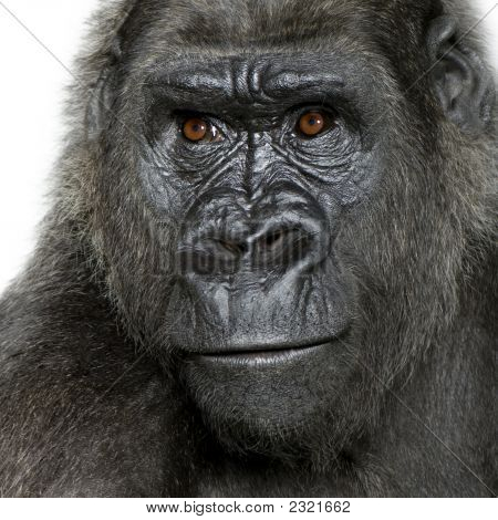 Mladí Silverback gorila