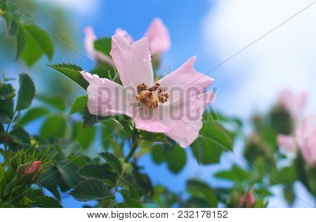 Dogrose flower and water drops. Nature composition.