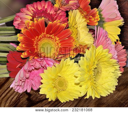 Beautiful Bouquet Of Different Colorful Gerberas Close Up On A Wooden Background Concept Of Festive 