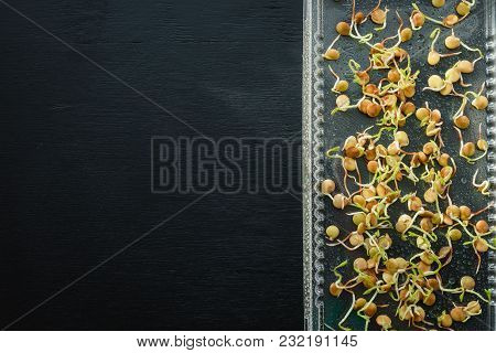 Fresh Green Seed Sprouts, Healthy Diet Superfood And Clean Eating Concept, Seed Sprouts. Top View.