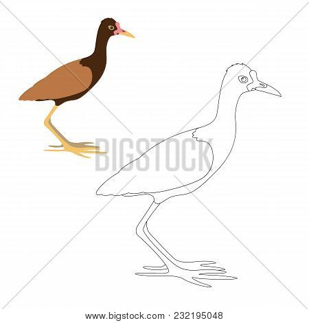 Watteld Jacana Vector Illustration Coloring Page Outline