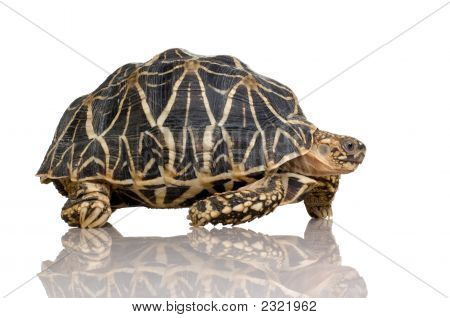 Indian zagrała żółw - Geochelone Elegans