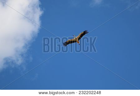 Beautiful Stork Is Flying In The Air