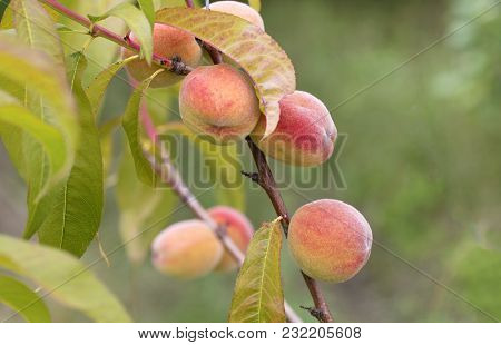 Sweet Peach Fruit Growing On A Peach Tree Branch In A Summer Garden