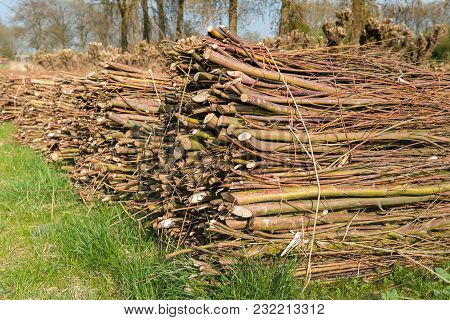With Ropes Bundled Osiers Piled In The Grass Waiting For Transportation. It Is Springtiome Now.