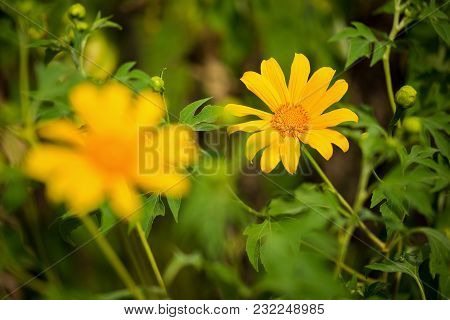 Yellow Tree Marigold, Mexican Tournesol, Mexican Sunflower, Japanese Sunflower.