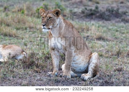 Big Lioness Watches The Savanna. Оbservation Point In Masai Mara. Kenya, Africa