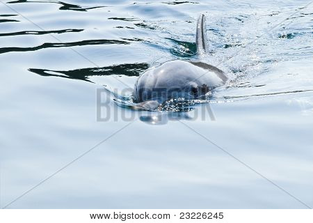 โลมาปากขวดหรือ Tursiops Truncatus