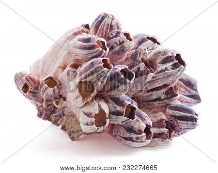 Beautiful Red Coral Isolated On White Background. Coral From The Seabed, Exotic Souvenir