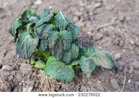 Potato Sprouts Are Damaged By Frost