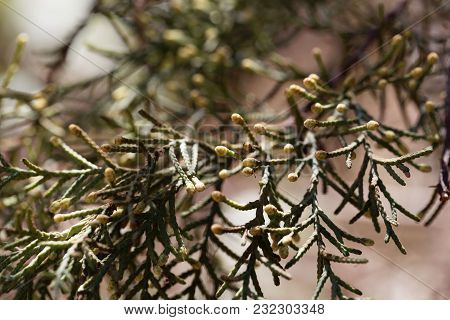 Male Cones Of A Cupressus Lusitanica