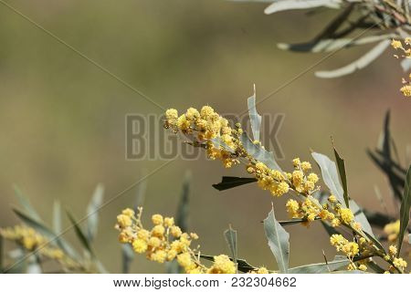 Flowers Of A Golden Wattle Tree (acacia Pycnantha)