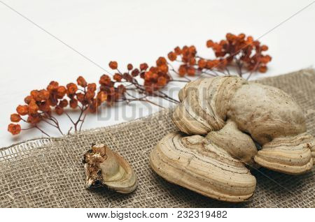 Herbal Medicine. Alternative Medicine Concept. Wild Dry Rowan Berry And Medical Fungus Betulinus On 