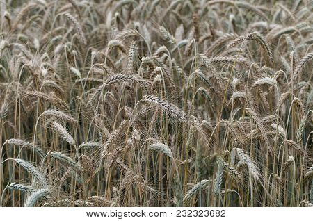 Close-up Of Awns In The Rye Field