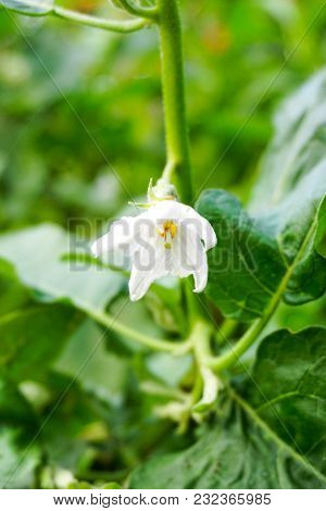 Close Up White Eggplant Flower In Nature Garden
