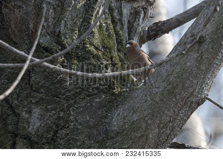Finch Fringilla Coelebs Bird