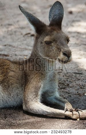 Western Grey Kangaroo, Macropus Fuliginosus, Photo Was Taken In Australia