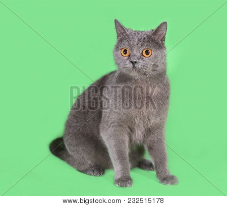 Beautiful Smoky Gray British Cat On A Green Background