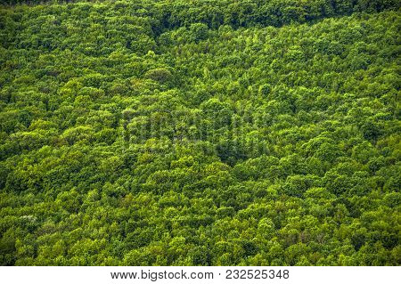 Wide View Of Decidious Forest In Ternopil Region Of Western Ukraine