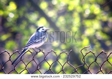 Portrait Of A Perched White Wagtail (motacilla Alba) Bird With White, Gray And Black Feathers