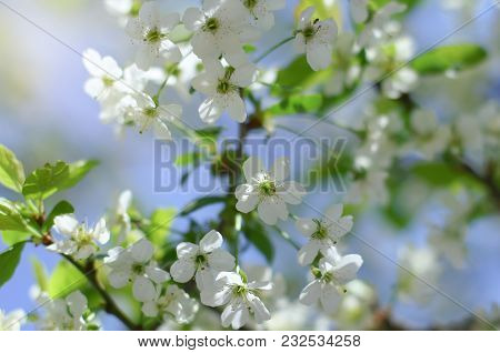 Early Spring Cherry Tree Bllossom With Tender White Flowers Shot In Contra Light