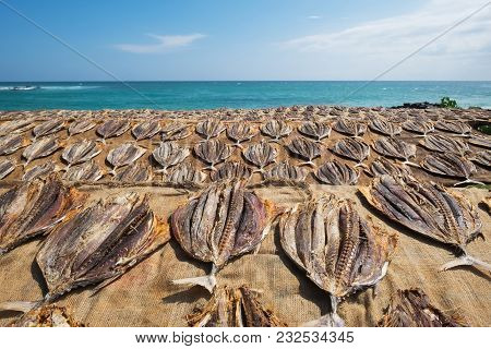 Traditional Salted Fish Drying On Racks In Midigama Srilanka. Local Way Of Preparing Delicious Fish