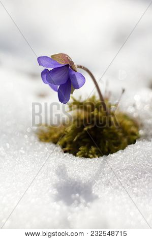 Hepatic Creeper, Also Hepatica Nobilis Schreb., Is A Perennial Low Herb Growing In Deciduous Forests
