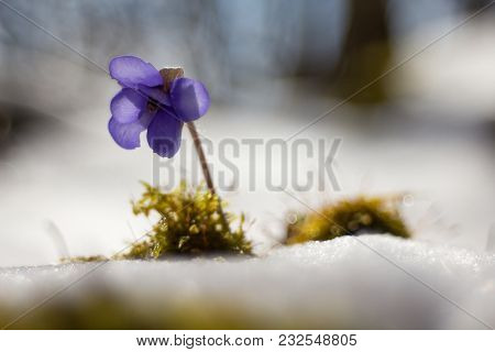 Hepatic Creeper, Also Hepatica Nobilis Schreb., Is A Perennial Low Herb Growing In Deciduous Forests