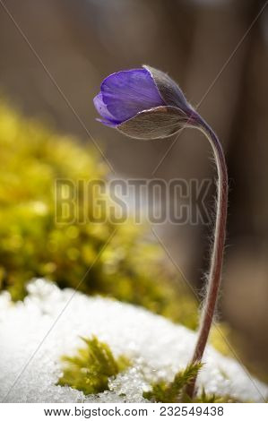 Hepatic Creeper, Also Hepatica Nobilis Schreb., Is A Perennial Low Herb Growing In Deciduous Forests