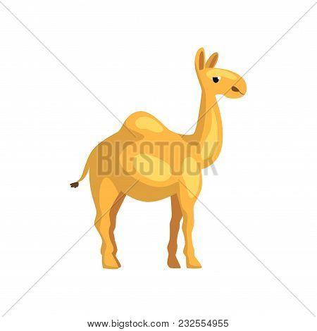 Illustration Of Egyptian Camel. Cartoon Character Of Desert Animal. Creature With Hump On Its Back. 