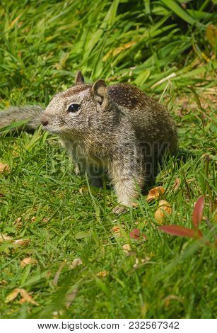A Squirrel In Grass With Scattered Penut Shells