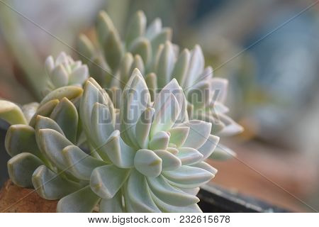 Ghost Echeveria (echeveria Lilacina) Succulent Plant Closeup For Background
