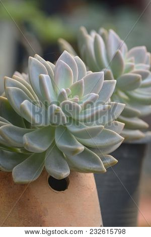 Ghost Echeveria (echeveria Lilacina) Succulent Plant Closeup For Background