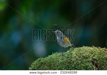 Himalayan Bluetail (tarsiger Rufilatus) Female